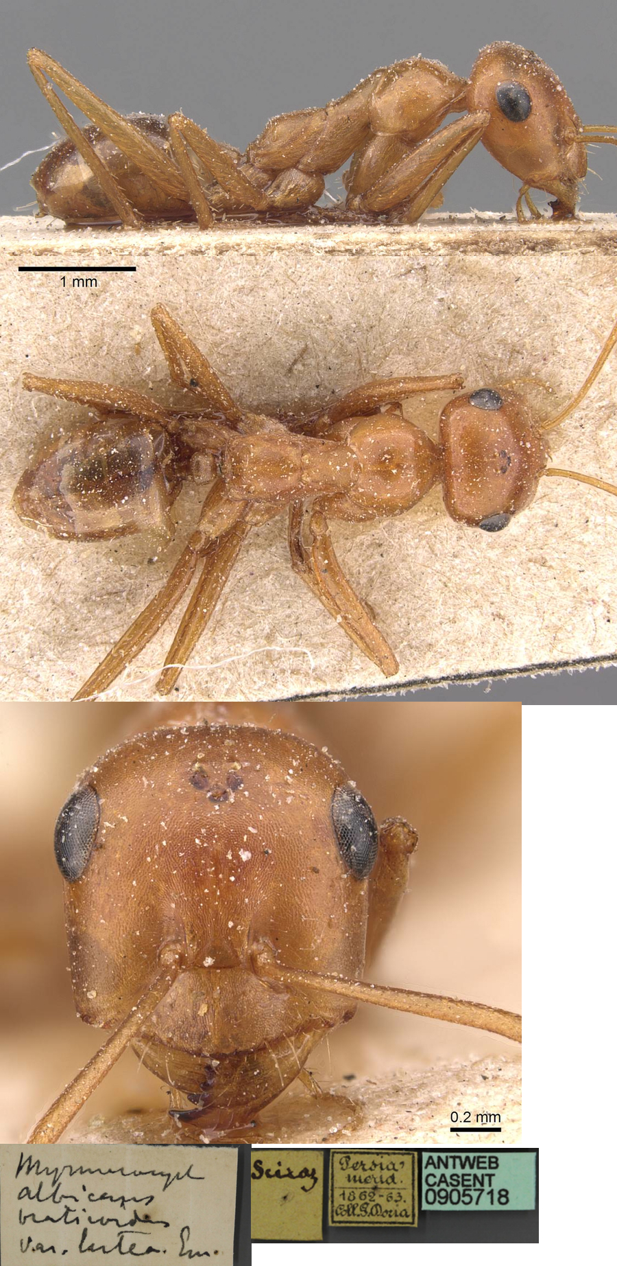 {Cataglyphis lividus luteus}