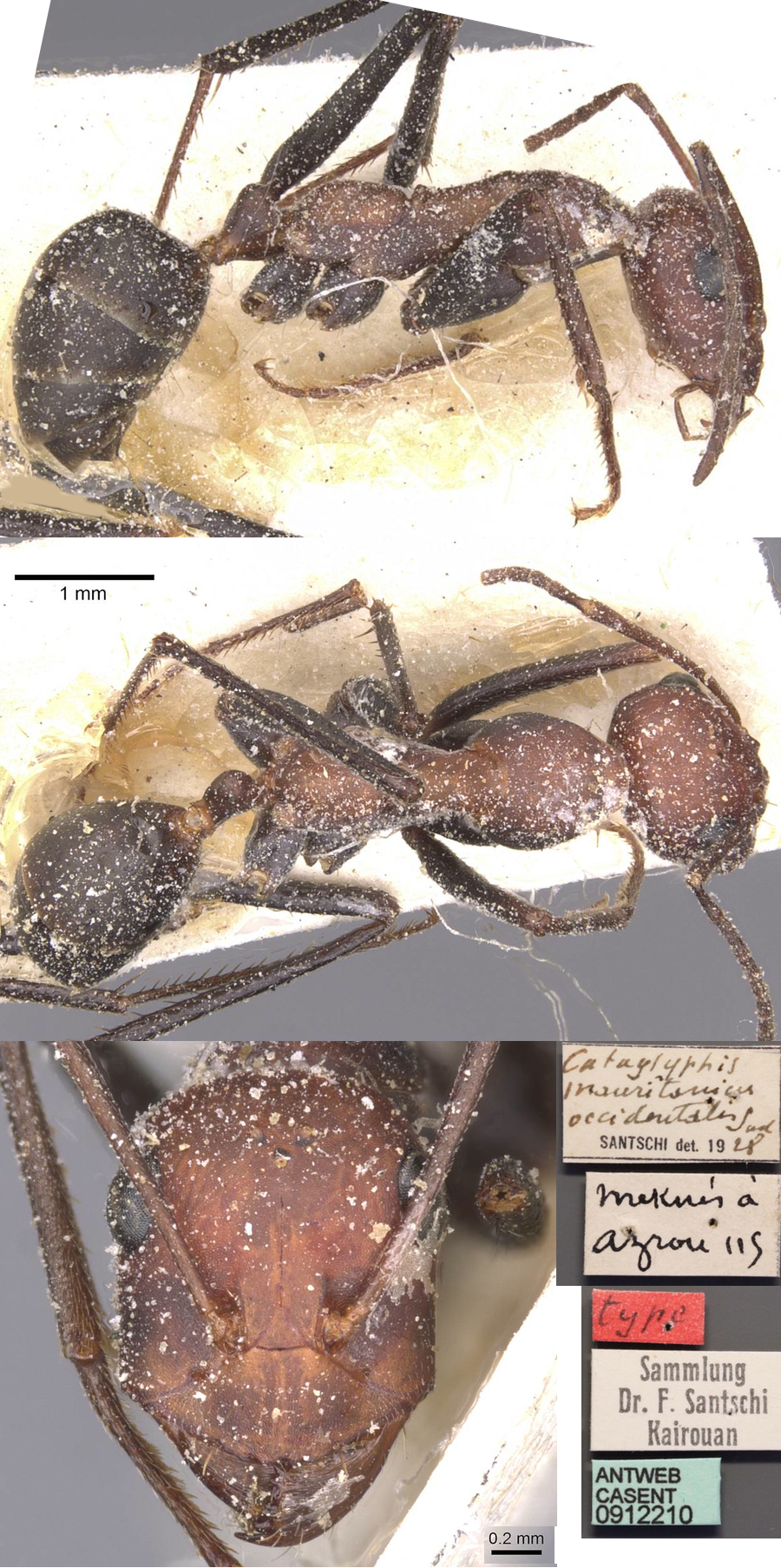 {Cataglyphis mauritanicus}