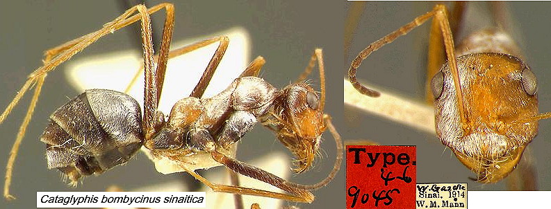 {Cataglyphis bombycinus sinaiticus}