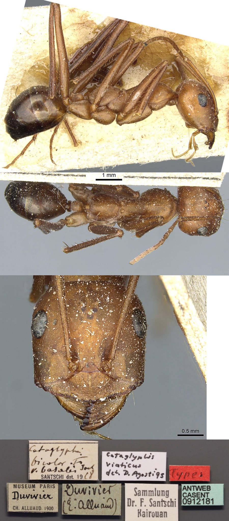 {Cataglyphis basalis}