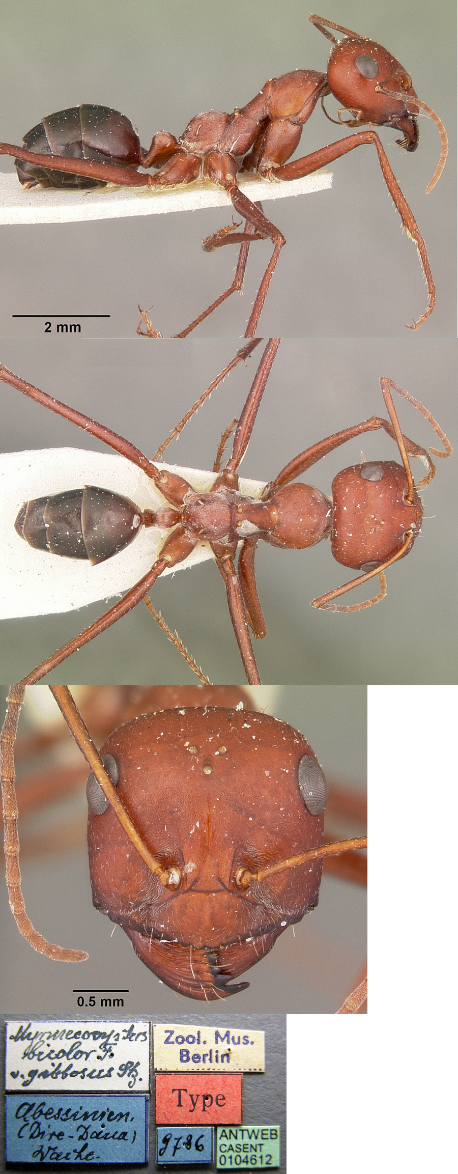 {Cataglyphis gibbosus}