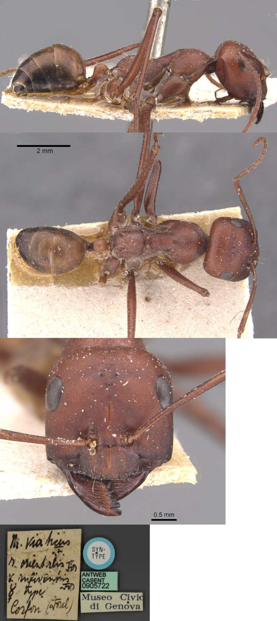 {Cataglyphis rufiventris}