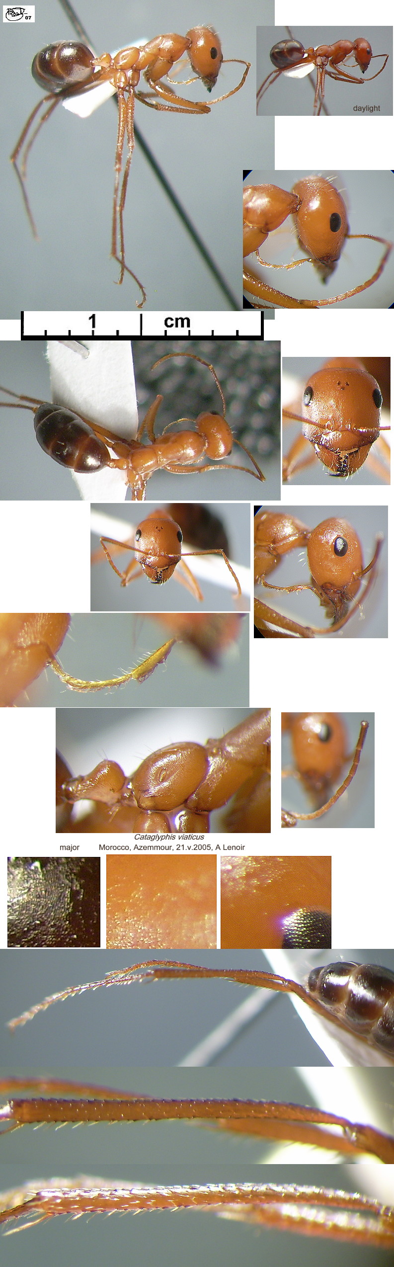 {Cataglyphis viaticus}