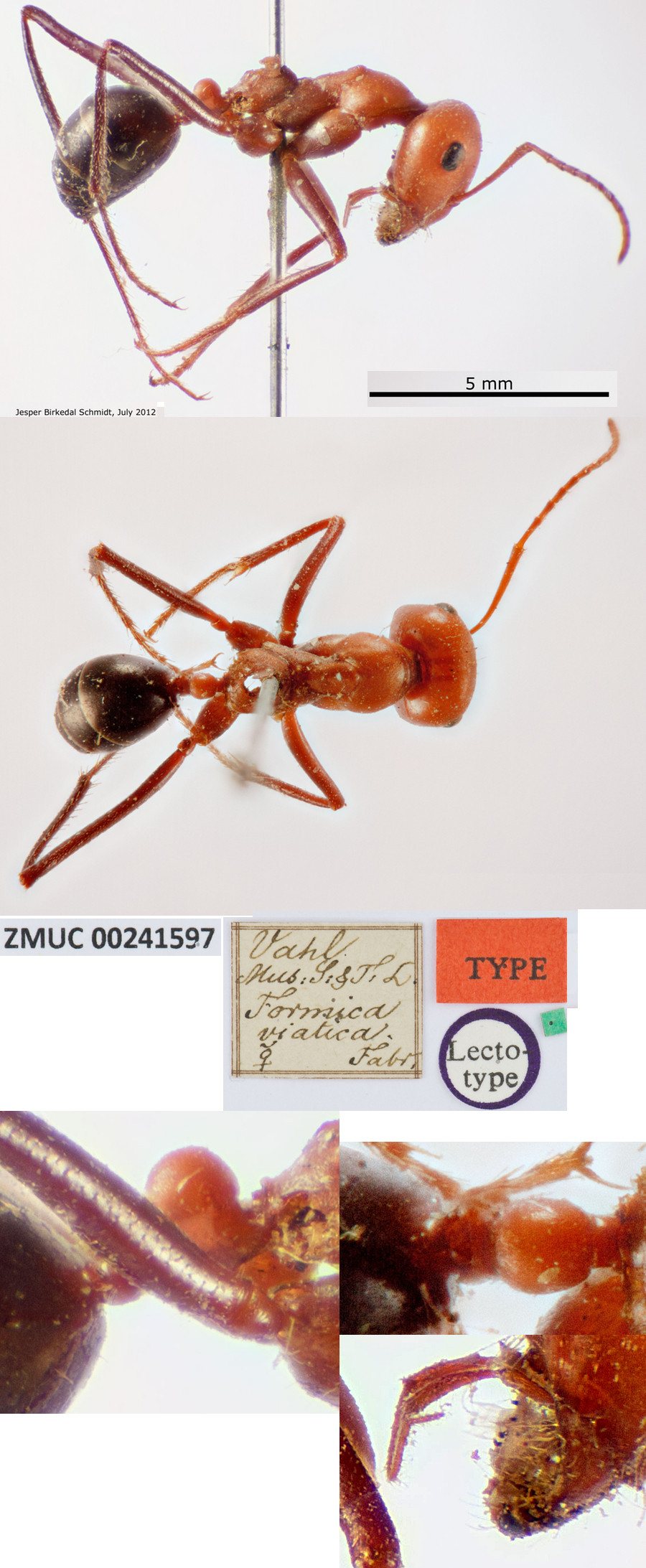 {Cataglyphis viaticus}