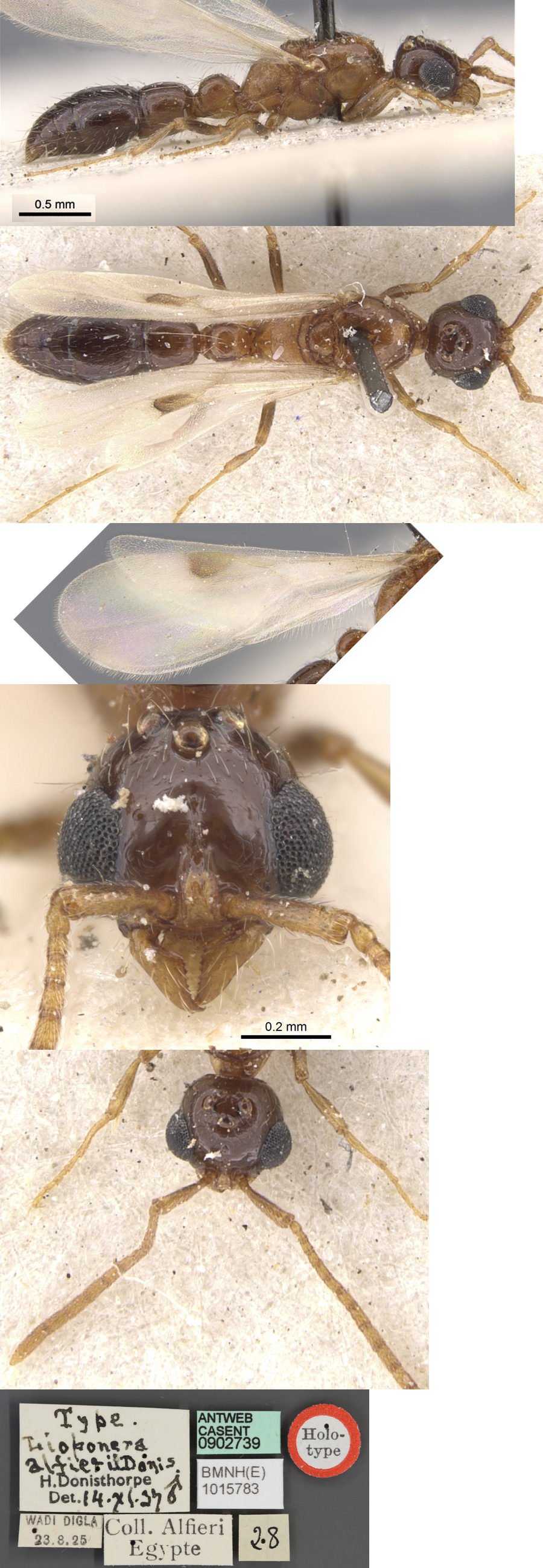 Cerapachys alfierii