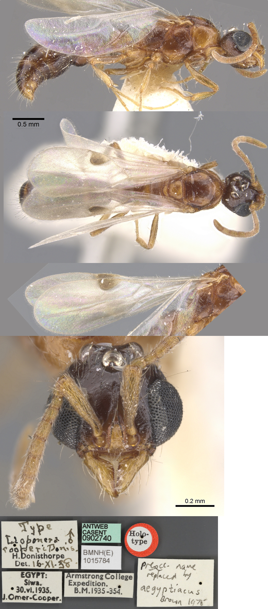Cerapachys cooperi