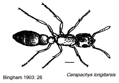 {Cerapachys longitarsus}