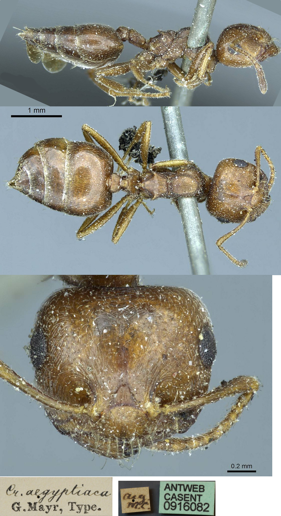 {Crematogaster aegyptiaca}