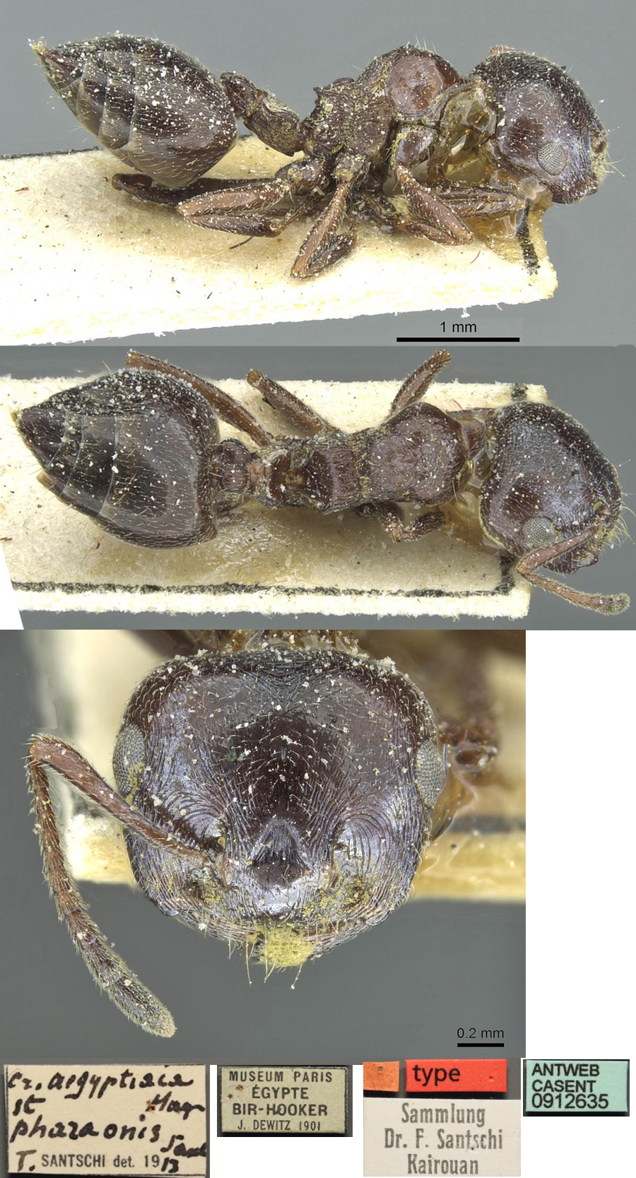 {Crematogaster aegyptiaca pharaonis}