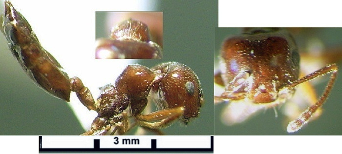 Crematogaster aegyptiaca