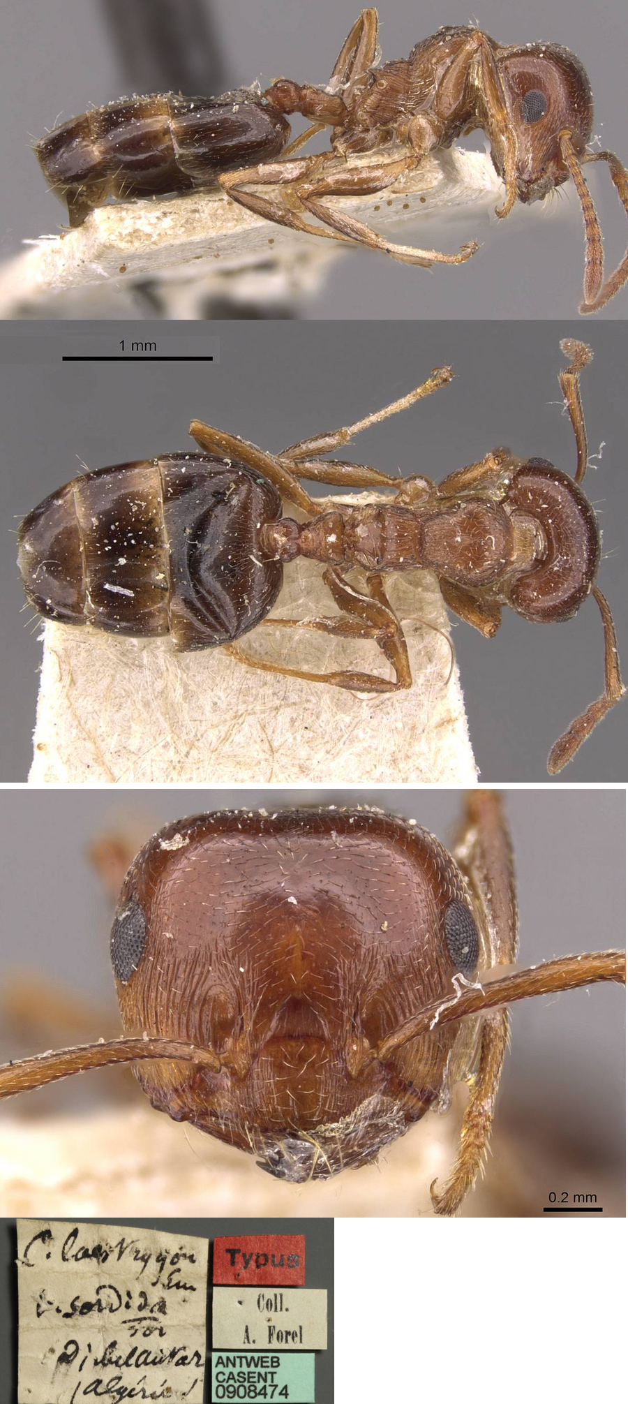 {Crematogaster (Cr.) antaris sordida}