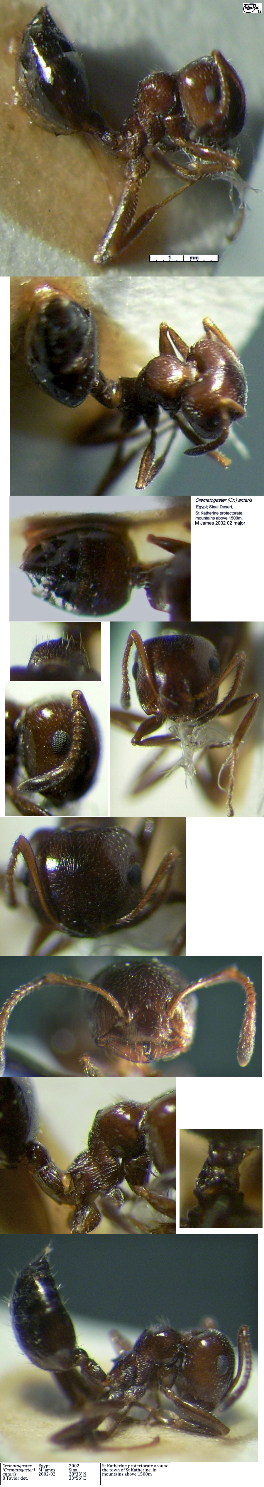 {Crematogaster antaris major}