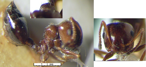Crematogaster antaris