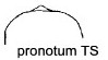 {Crematogaster auberti}