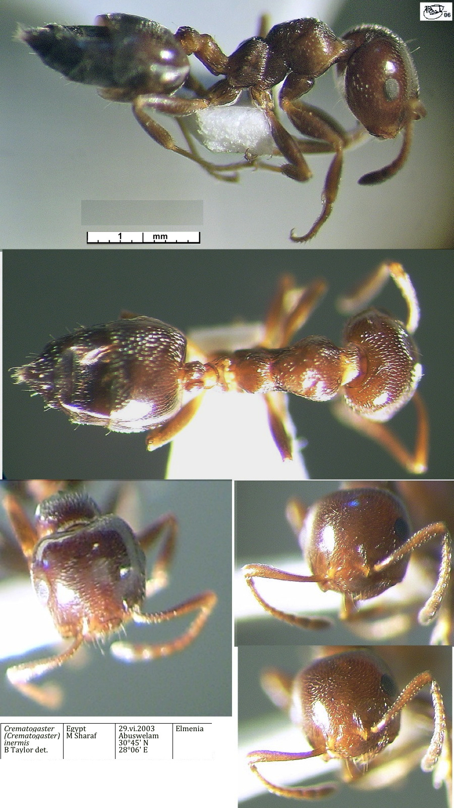 {Crematogaster inermis}