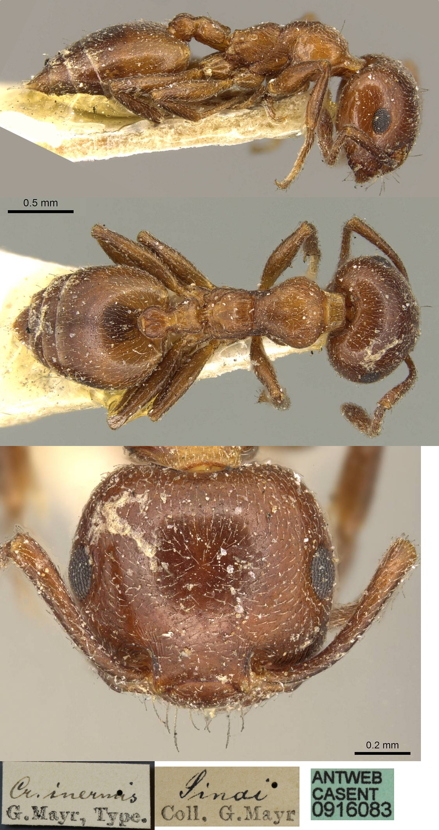 {Crematogaster inermis}