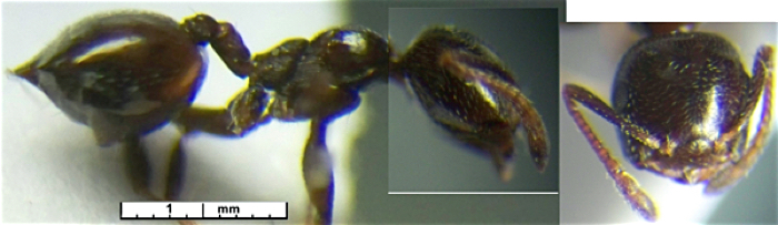 Crematogaster inermis