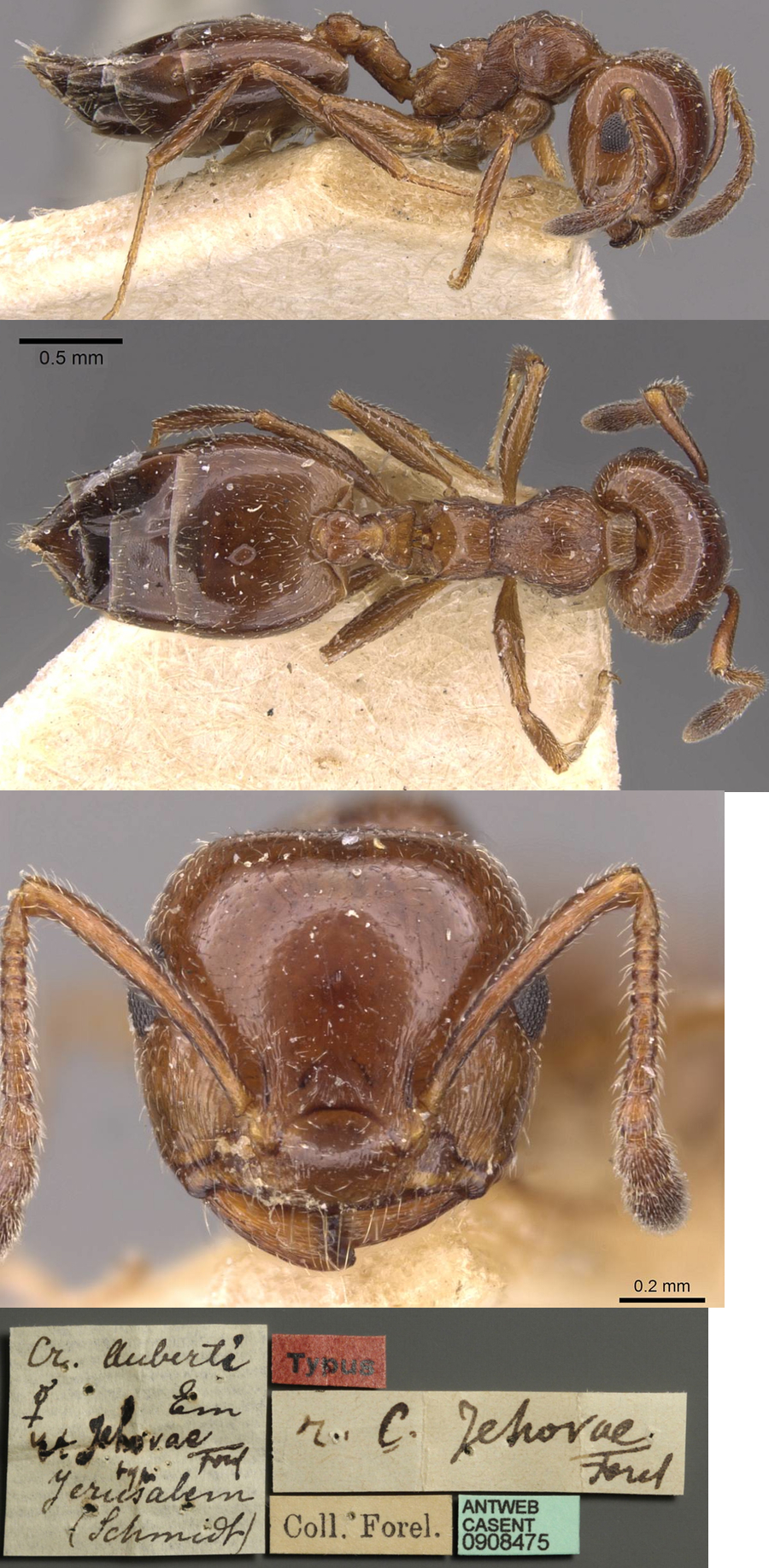 Crematogaster jehovae