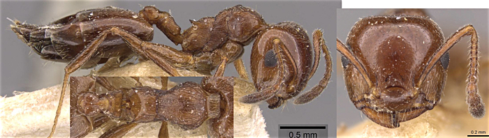 {Crematogaster jehovae}