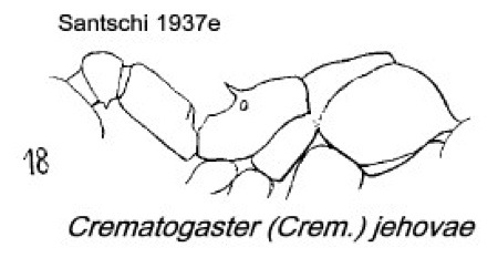 {Crematogaster jehovae}