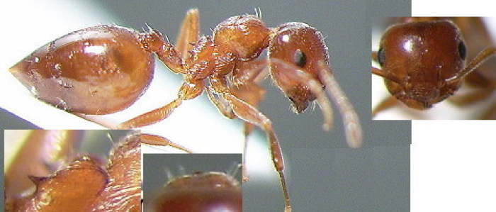 Crematogaster laestrygon