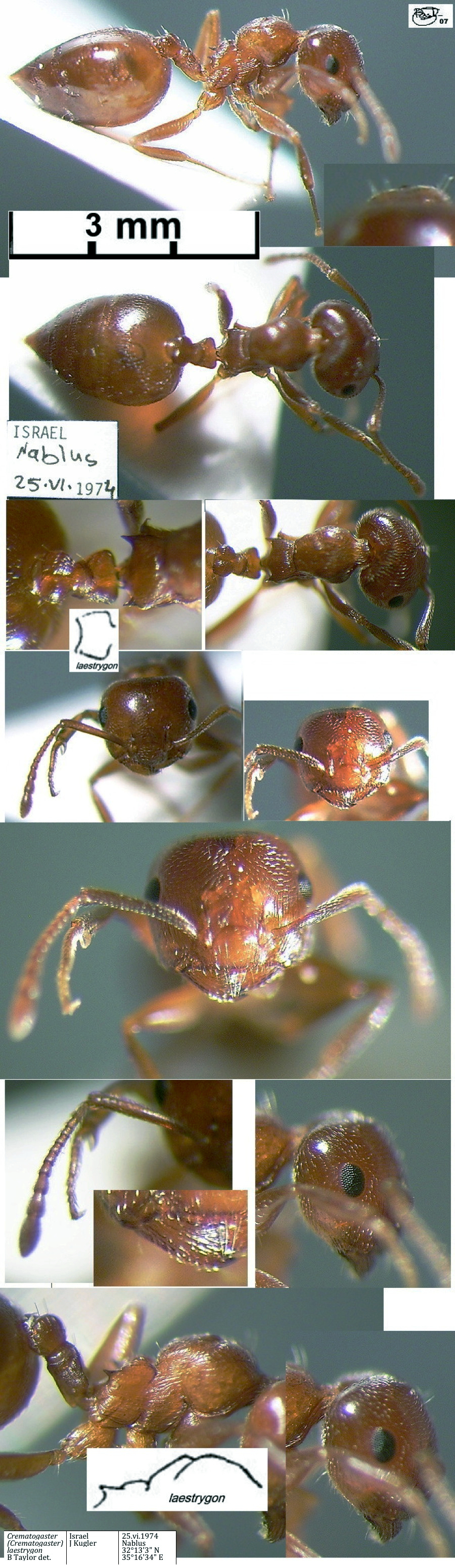 {Crematogaster laestrygon major}