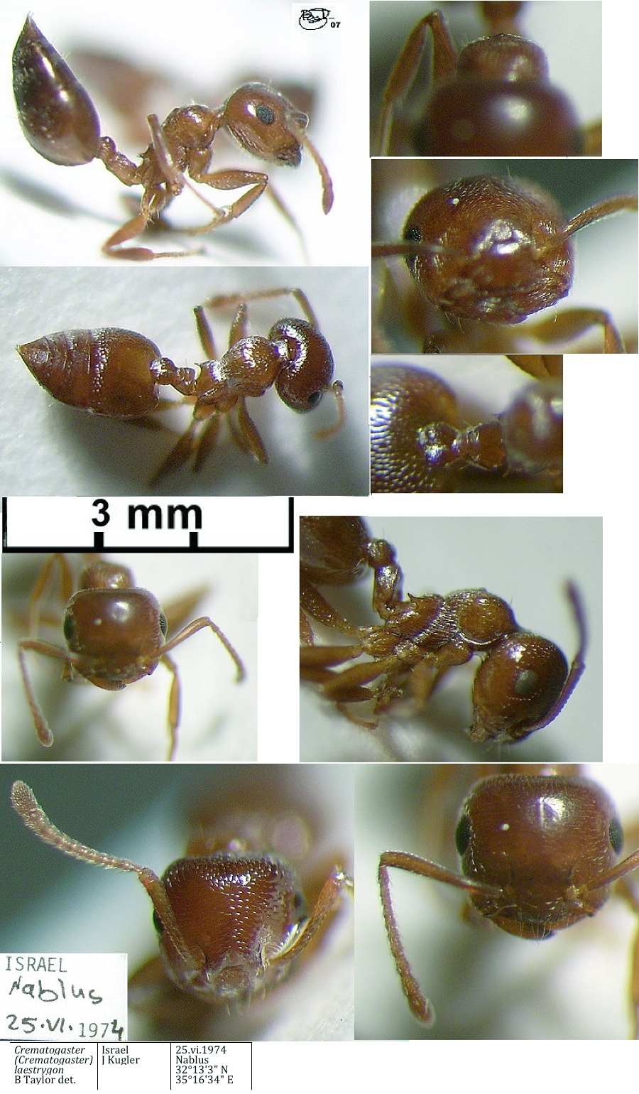 {Crematogaster laestrygon minor}