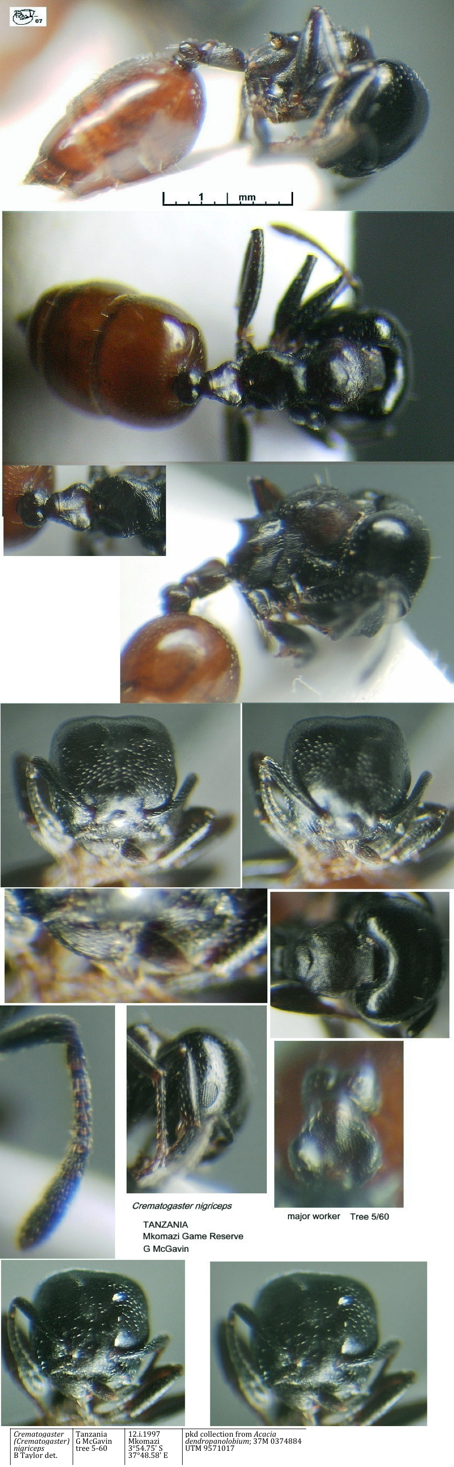 {Crematogaster nigriceps major}