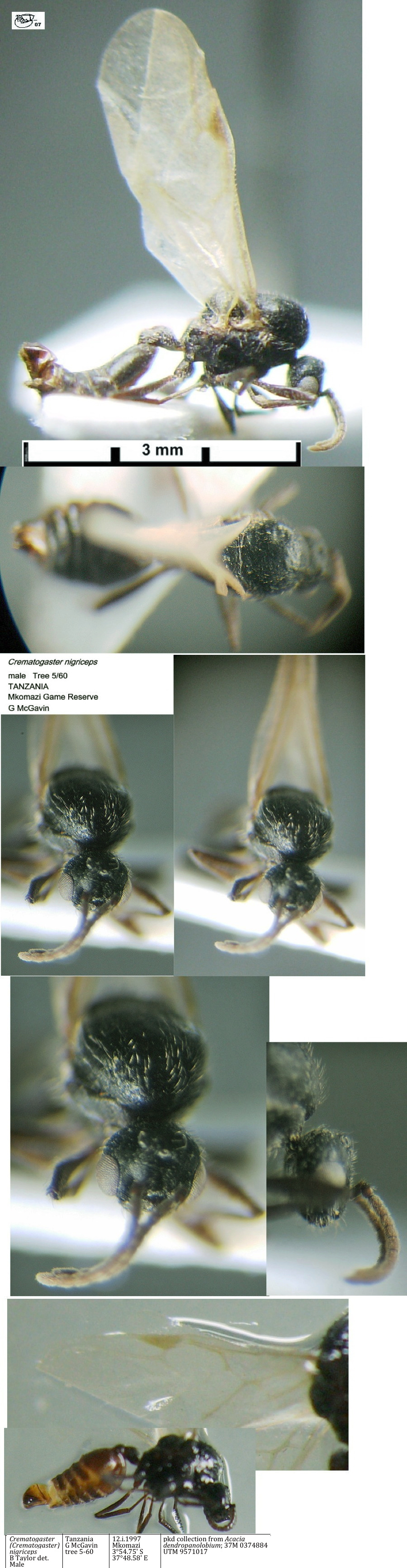 {Crematogaster nigriceps male}