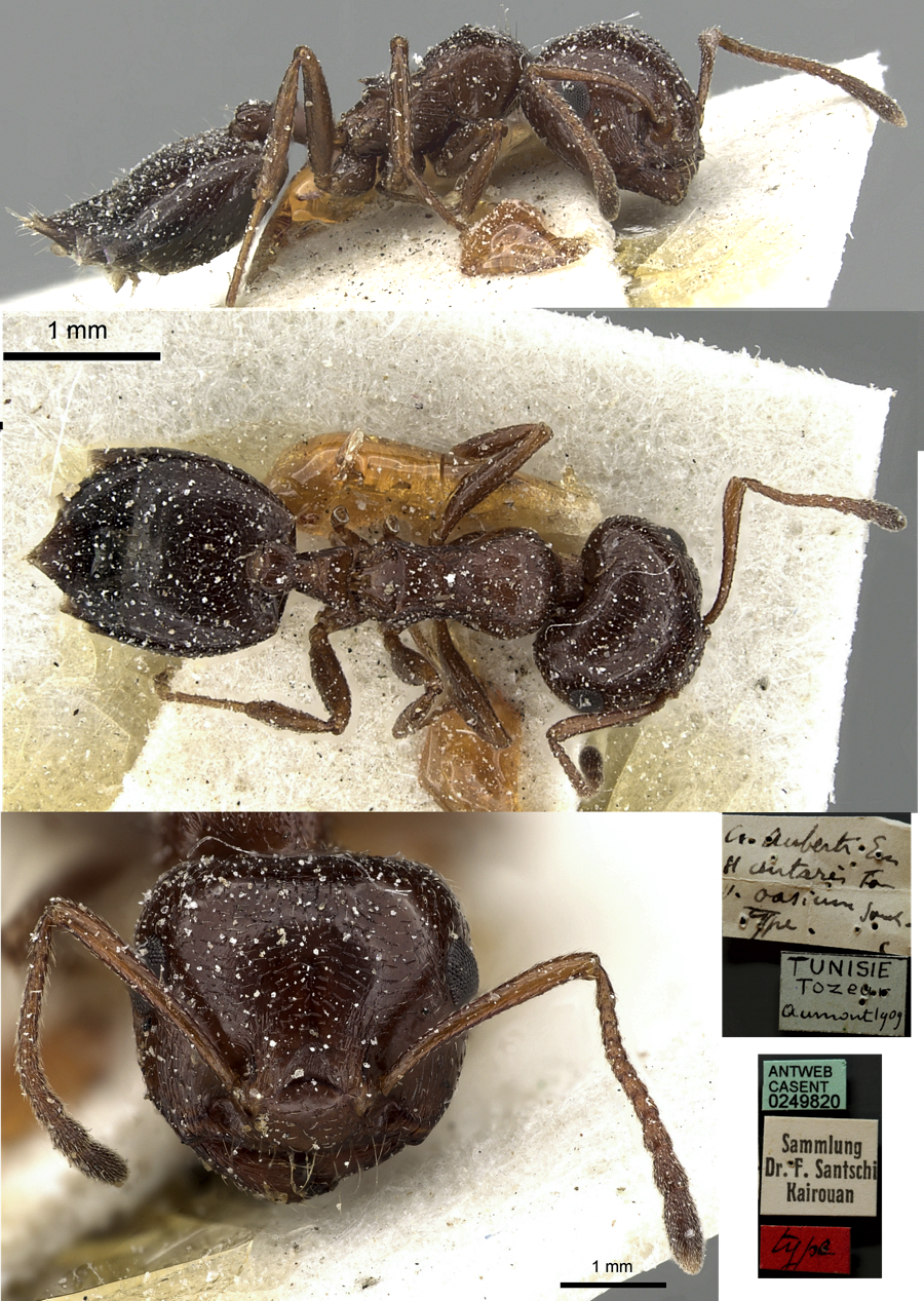 {Crematogaster (Cr.) oasium}