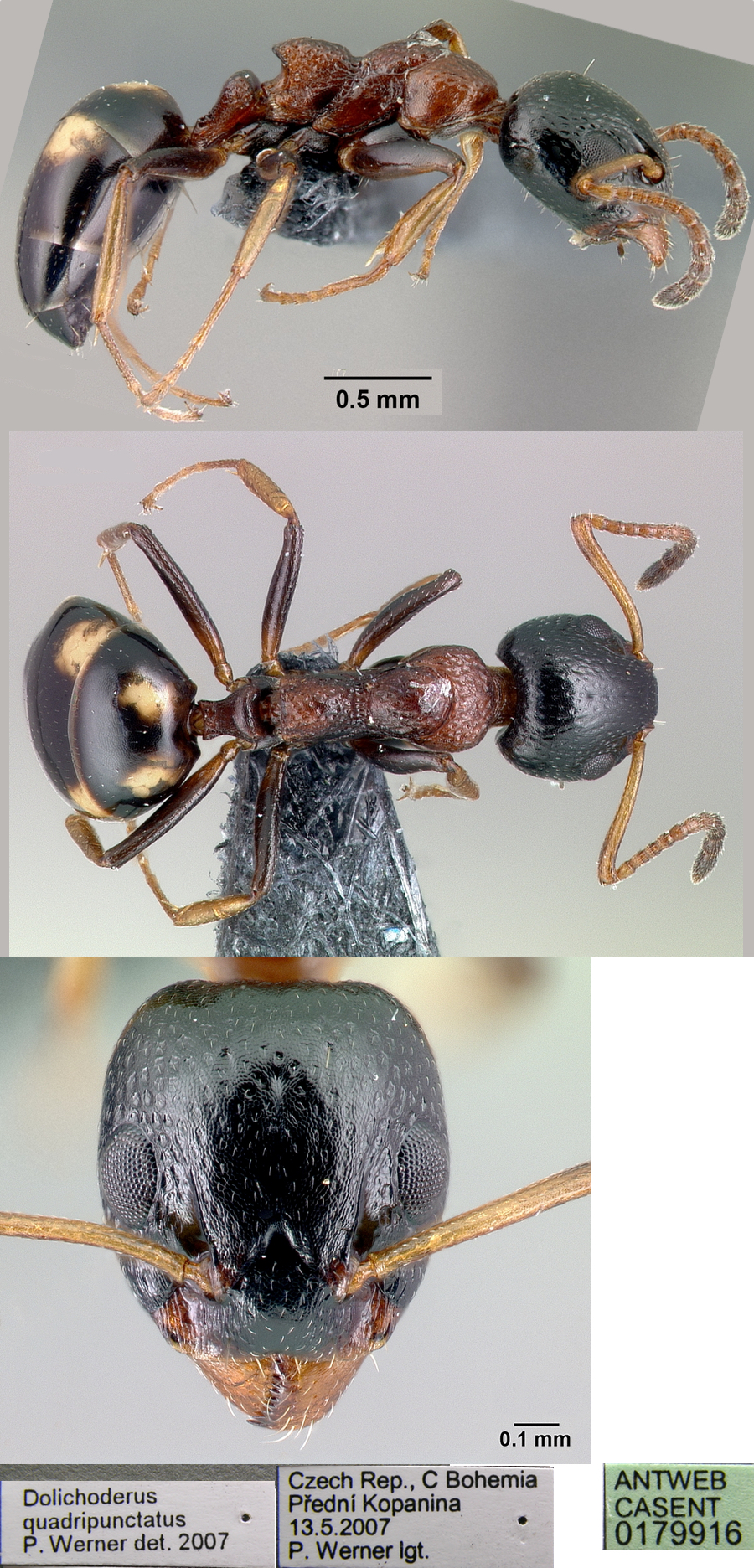 Dolichoderus quadripunctatus
