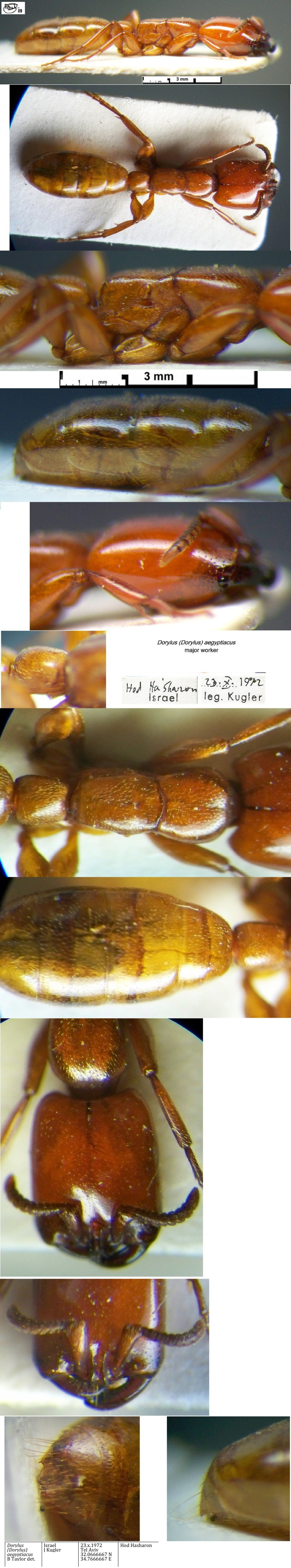 {Dorylus aegyptiacus major}