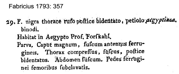 {Formica aegyptiacus}