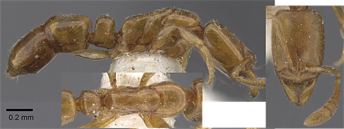 Hypoponera abeillei