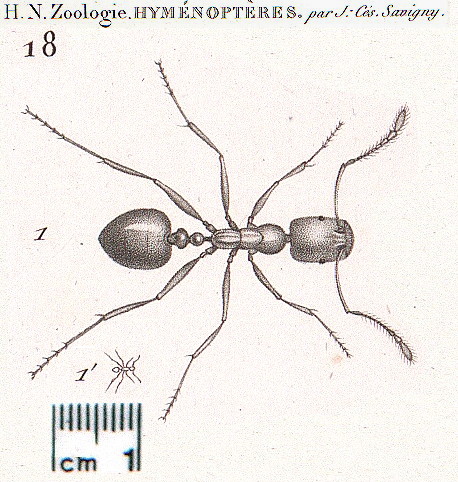 {Monomorium pharaonis}