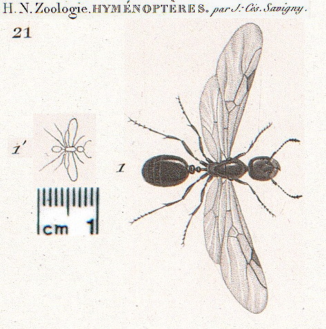 {Monomorium salaomonis}