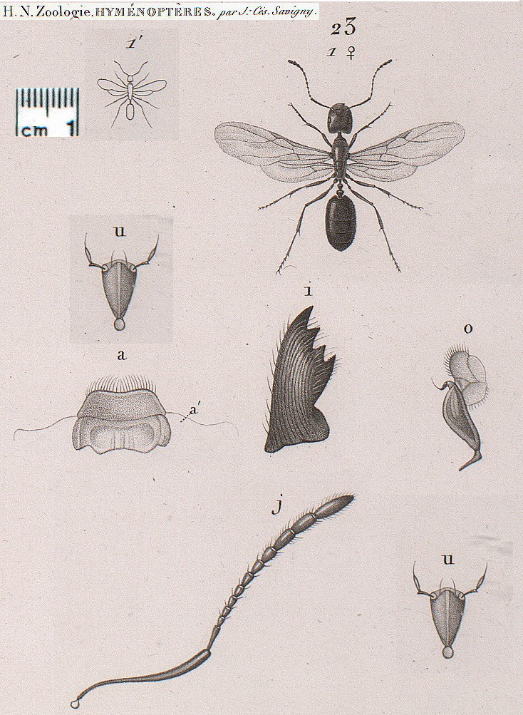{Monomorium lepineyi queen}