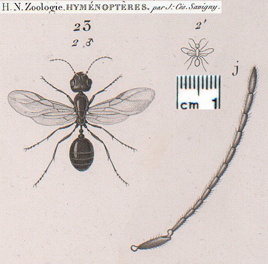 {Monomorium lepineyi male}