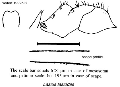 {Lasius lasioides}