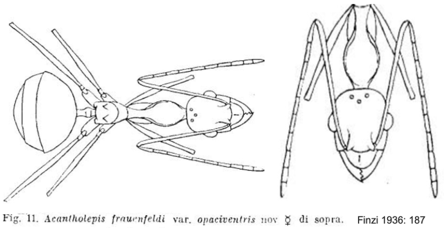 {Lepisiota frauenfeldi opaciventris}