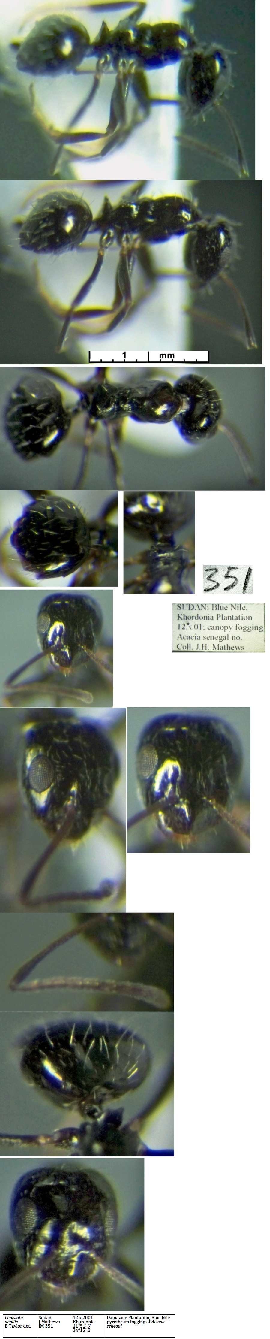 Lepisiota depilis
