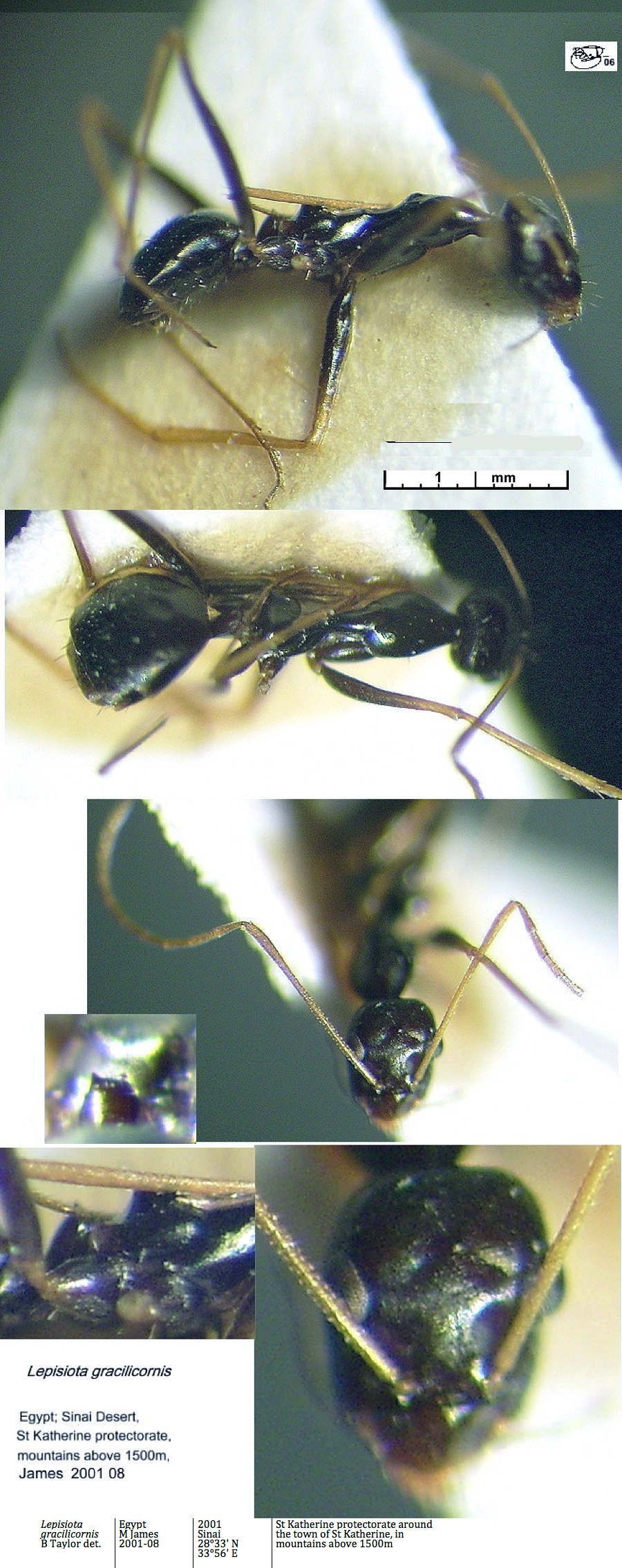 {Lepisiota gracilicornis}