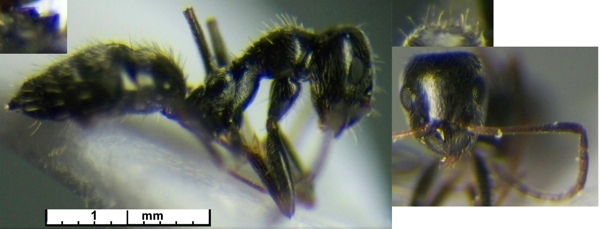 Lepisiota hirsuta