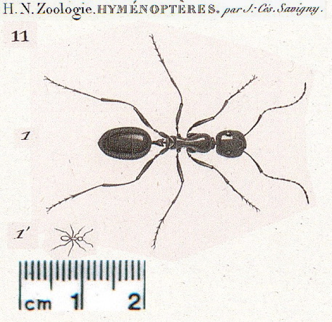 Savignyi worker
