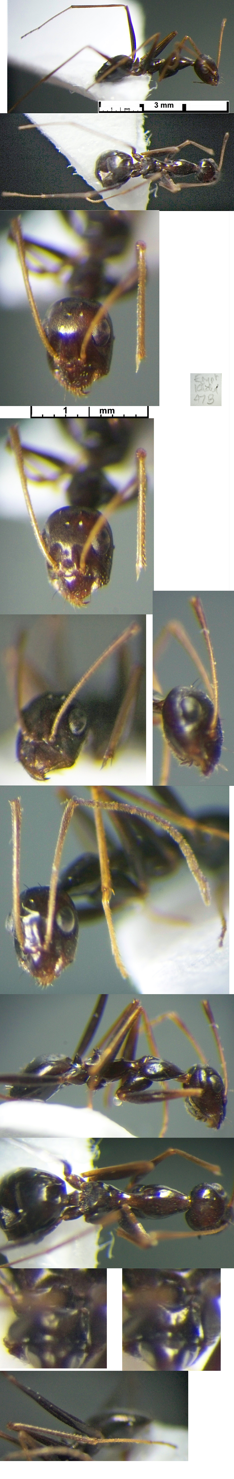 {Lepisiota nigrescens}