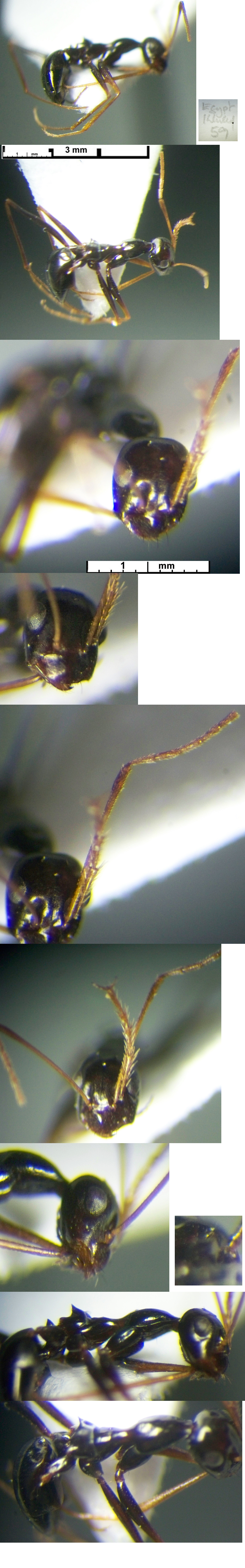{Lepisiota nigrescens}