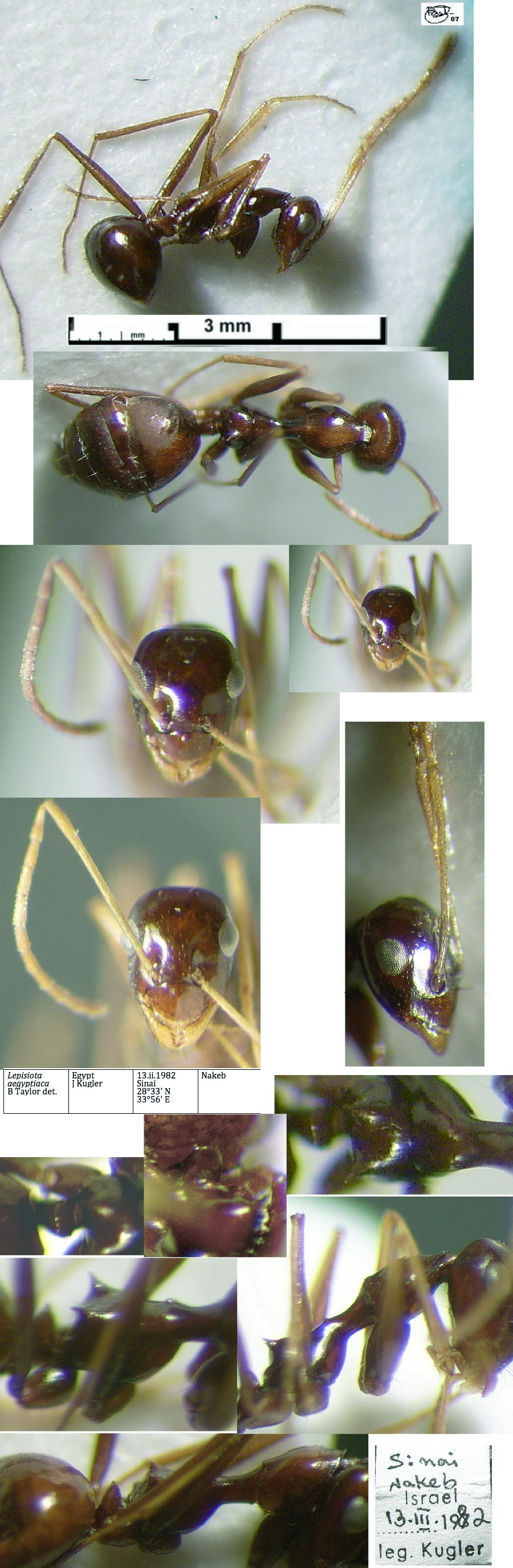Lepisiota nigrescens}