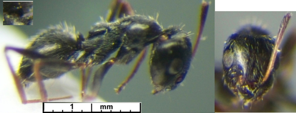 Lepisiota obtusa