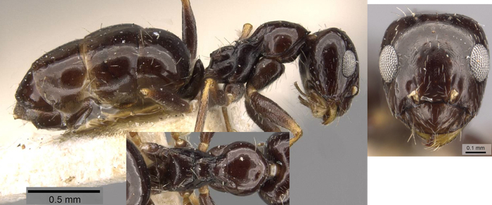 Lepisiota simplex
