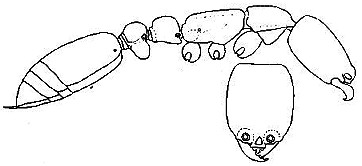 {short description of image}
